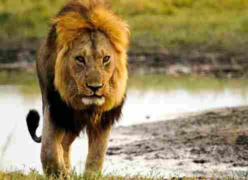 Natural World Return Of The Giant Killers Africa's Lion Kings (2015)
