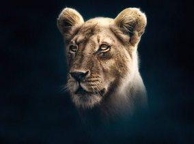 Dynasties - Season 1 - 03. Lion