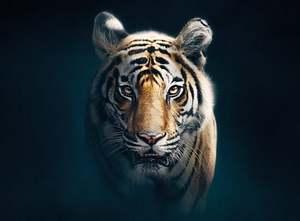 Dynasties - Season 1 - 05. Tiger